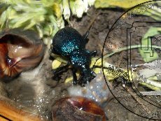 Карабус кавказский 005